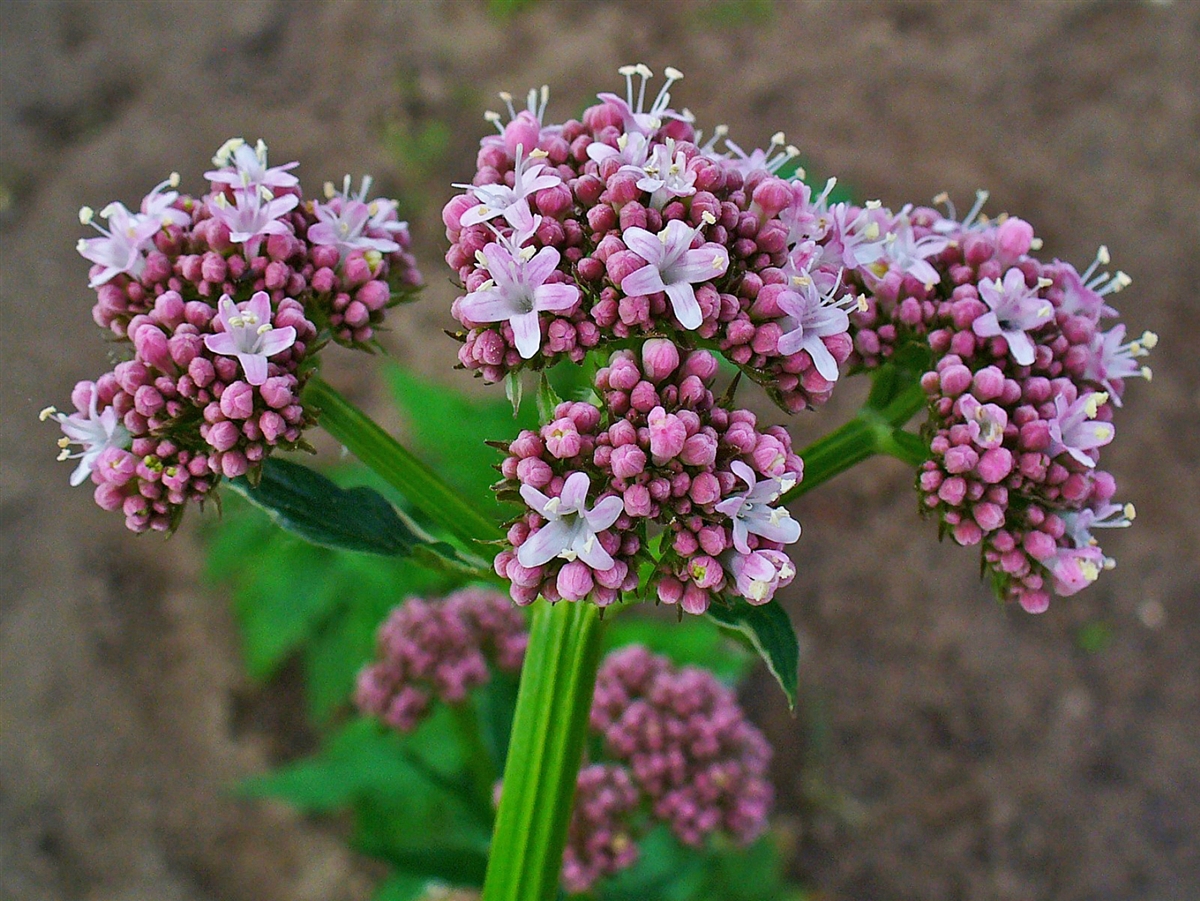 Valerian Root's flowers pink and white with green stems