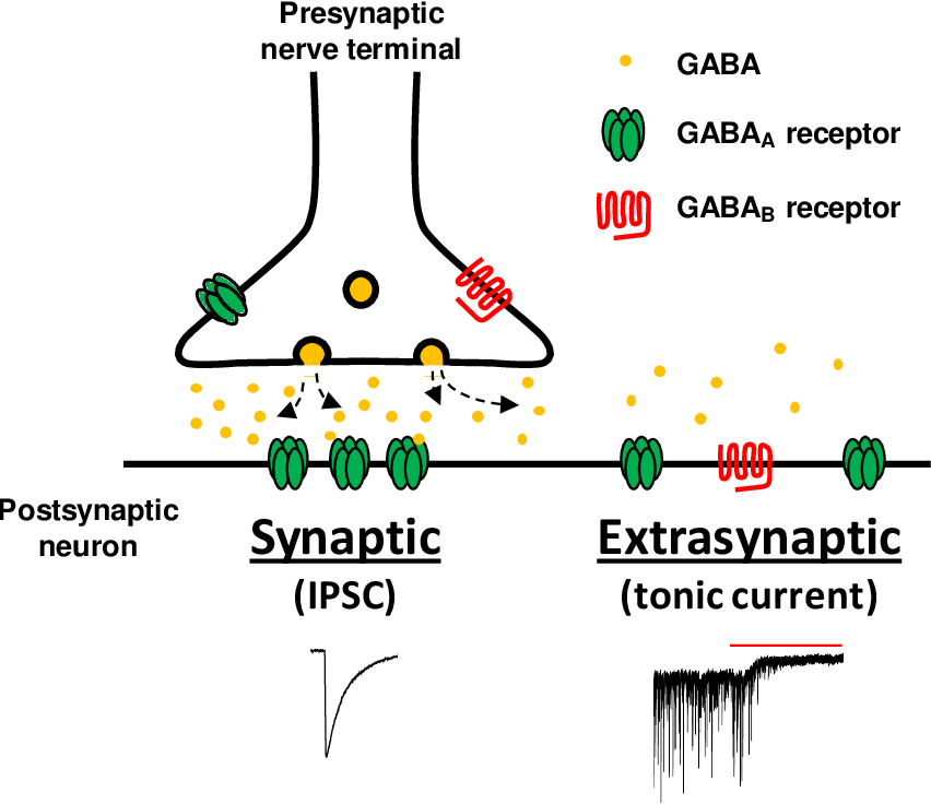 Diagram of GABA bonding to GABA receptors
