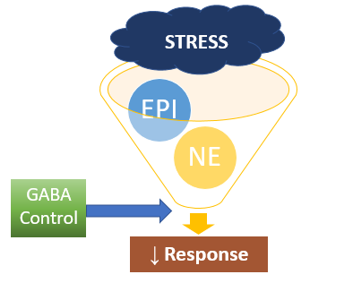 The way that GABA moves through a human's brain