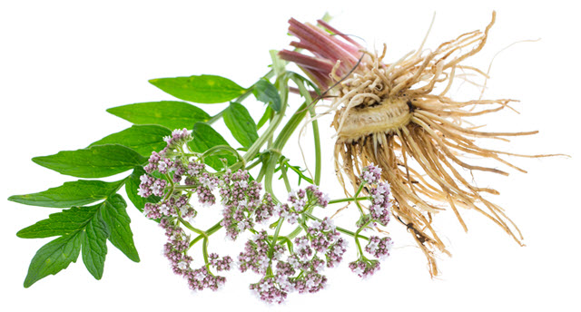 The parts of a Valerian Root plant with leaves, flowers, and roots 