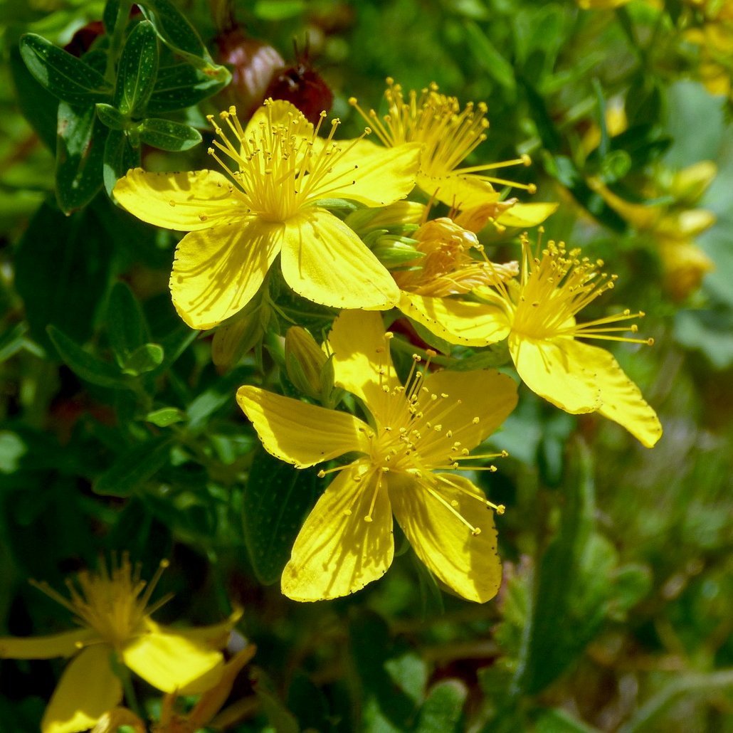 St. John's Wort, a perrenial flowering yellow plant