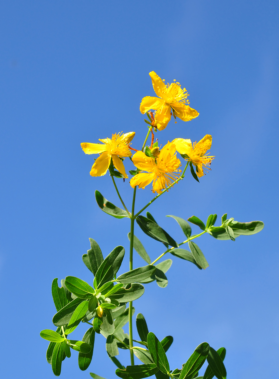 Bright yellow St John's Wort flowers standing tall against a bright blue sky