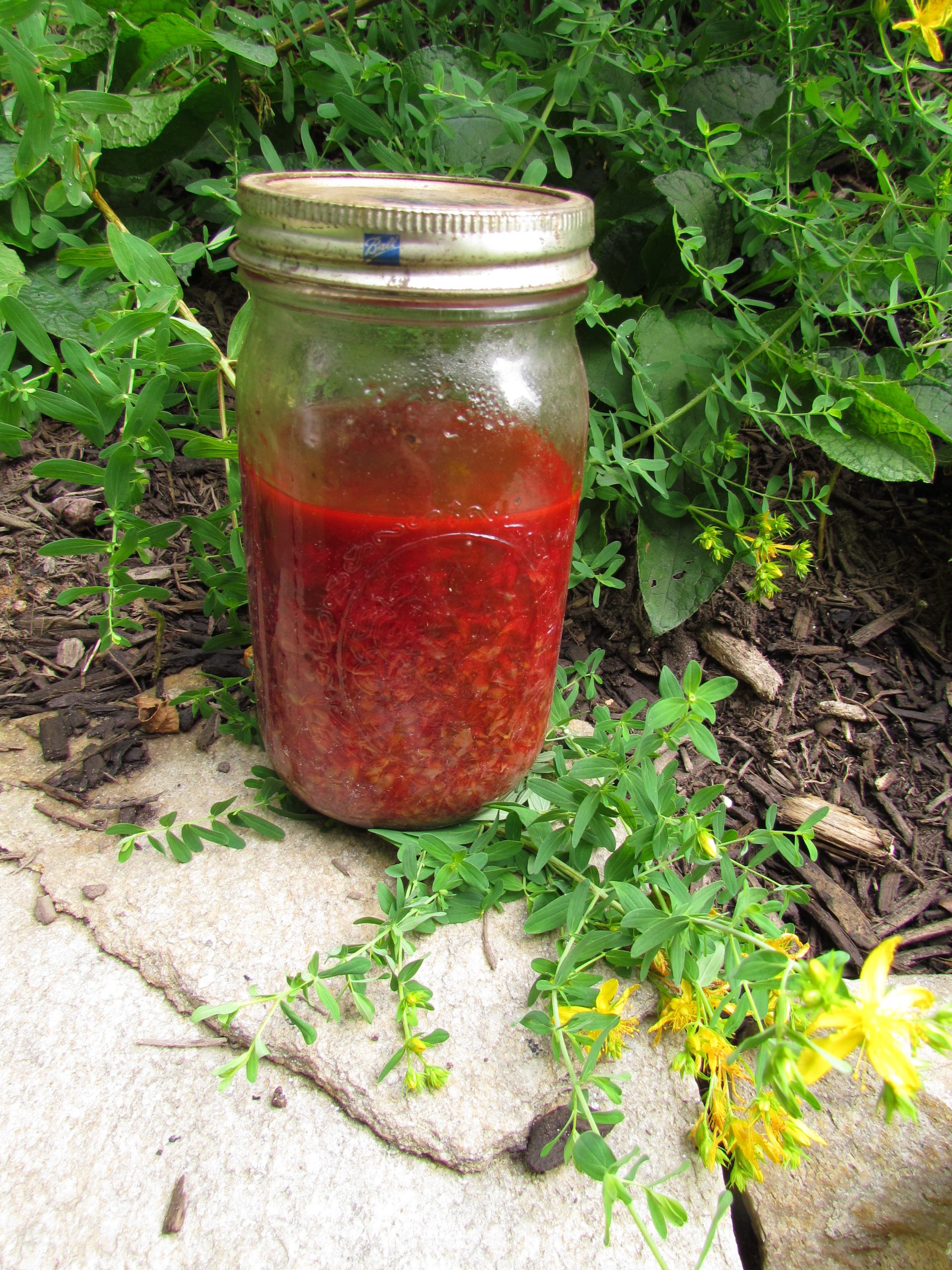 St John's Wort Red Oil in a mason jar surrounded by nature