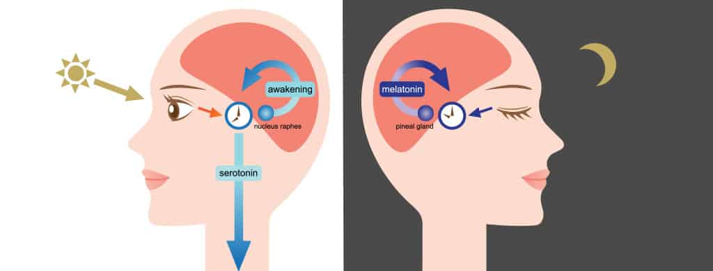 Melatonin and serotonin in the circadian rhythm