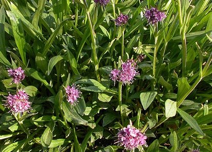 Jatamansi green Nardostachys with pink flowers 