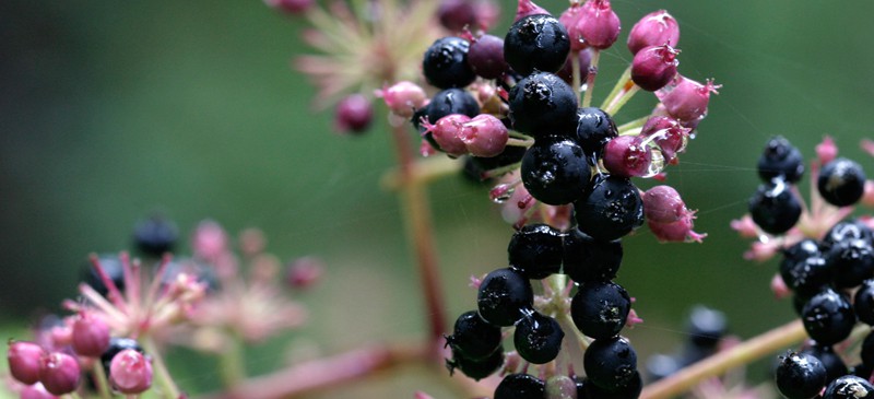 Spikenard with blue and pink berries on it