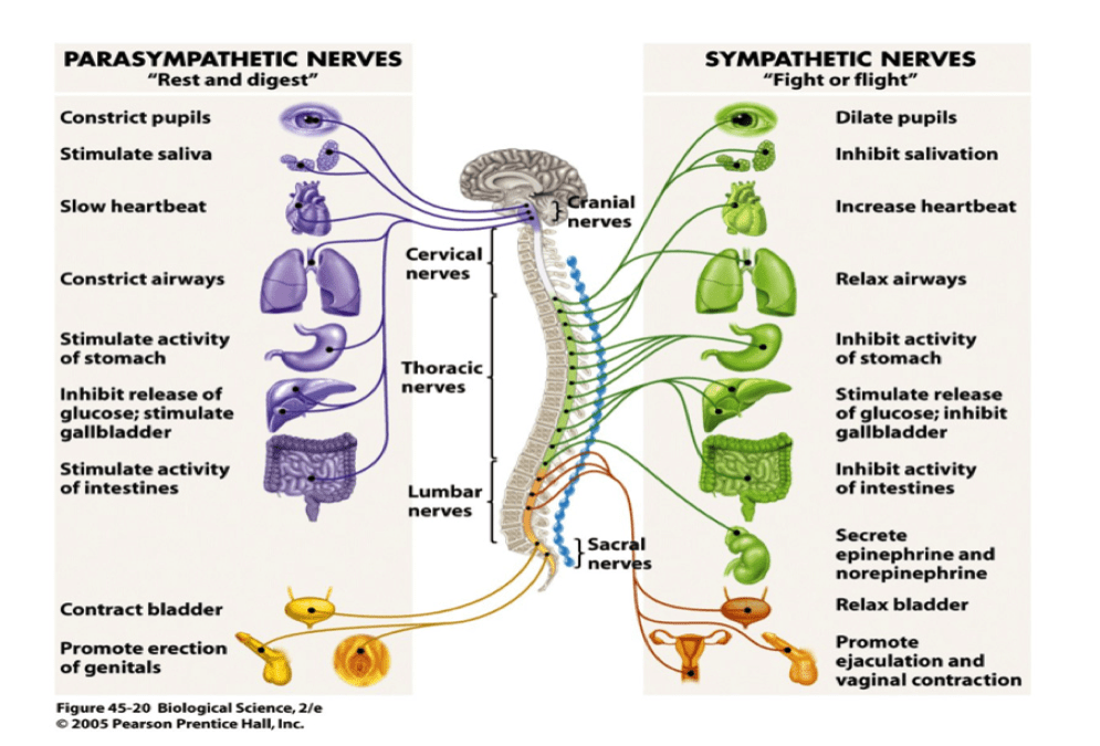 A diagram of the parasympathetic nervous system and the sympathetic nervous system