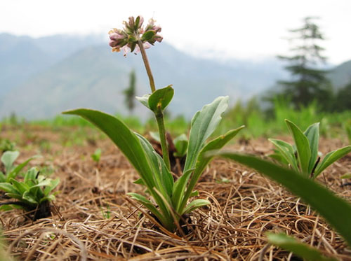 Jatamansi growing on the edge of the Himalayan mountains