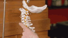 Someone running their finger down an educational model of a human spinal cord