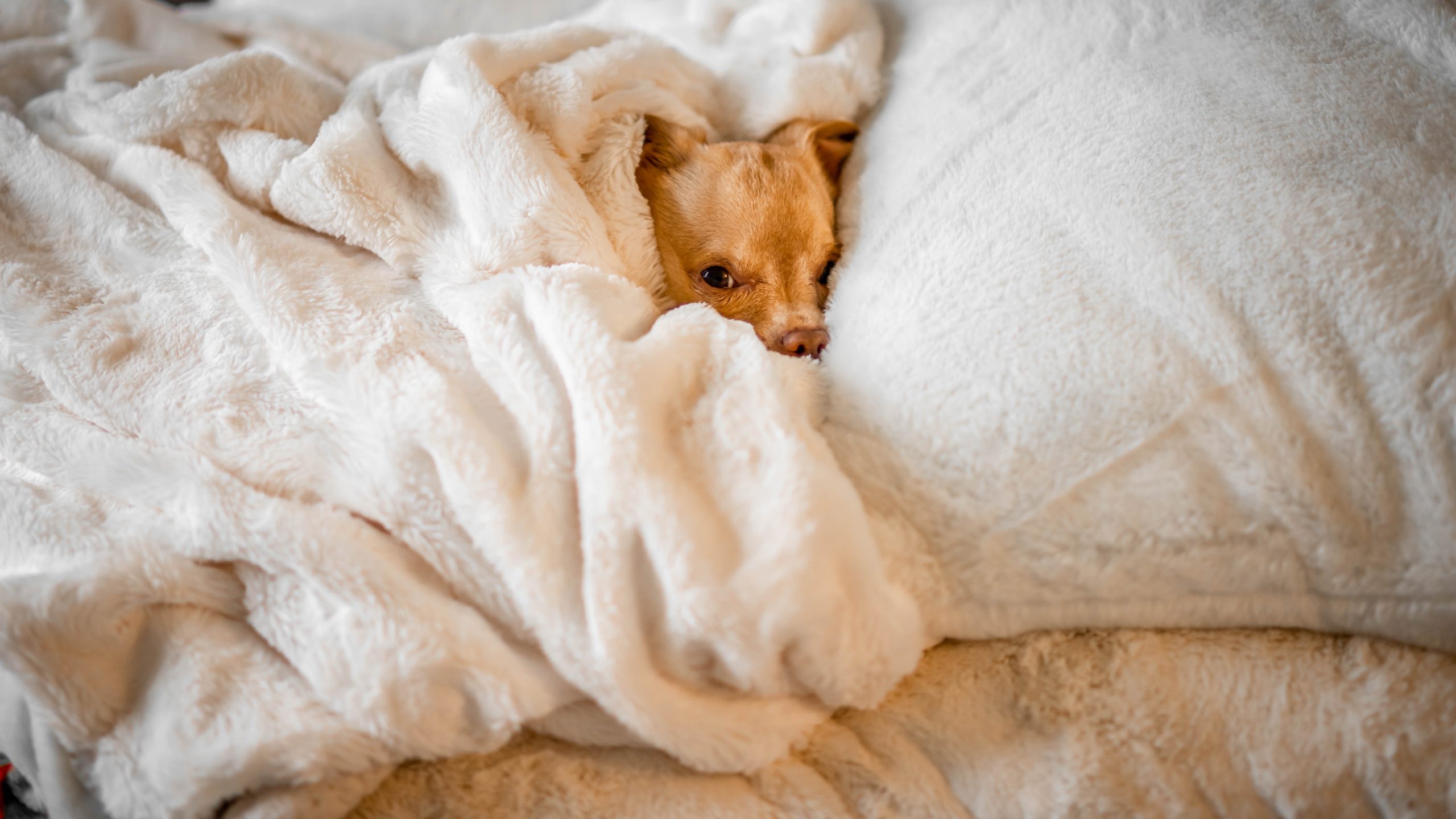 Dog wrapped in a white soft blanket