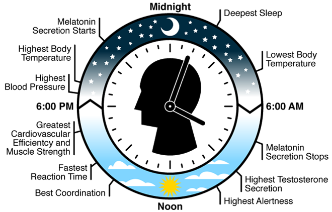 Diagram of a biological clock and how it works in the human body 
