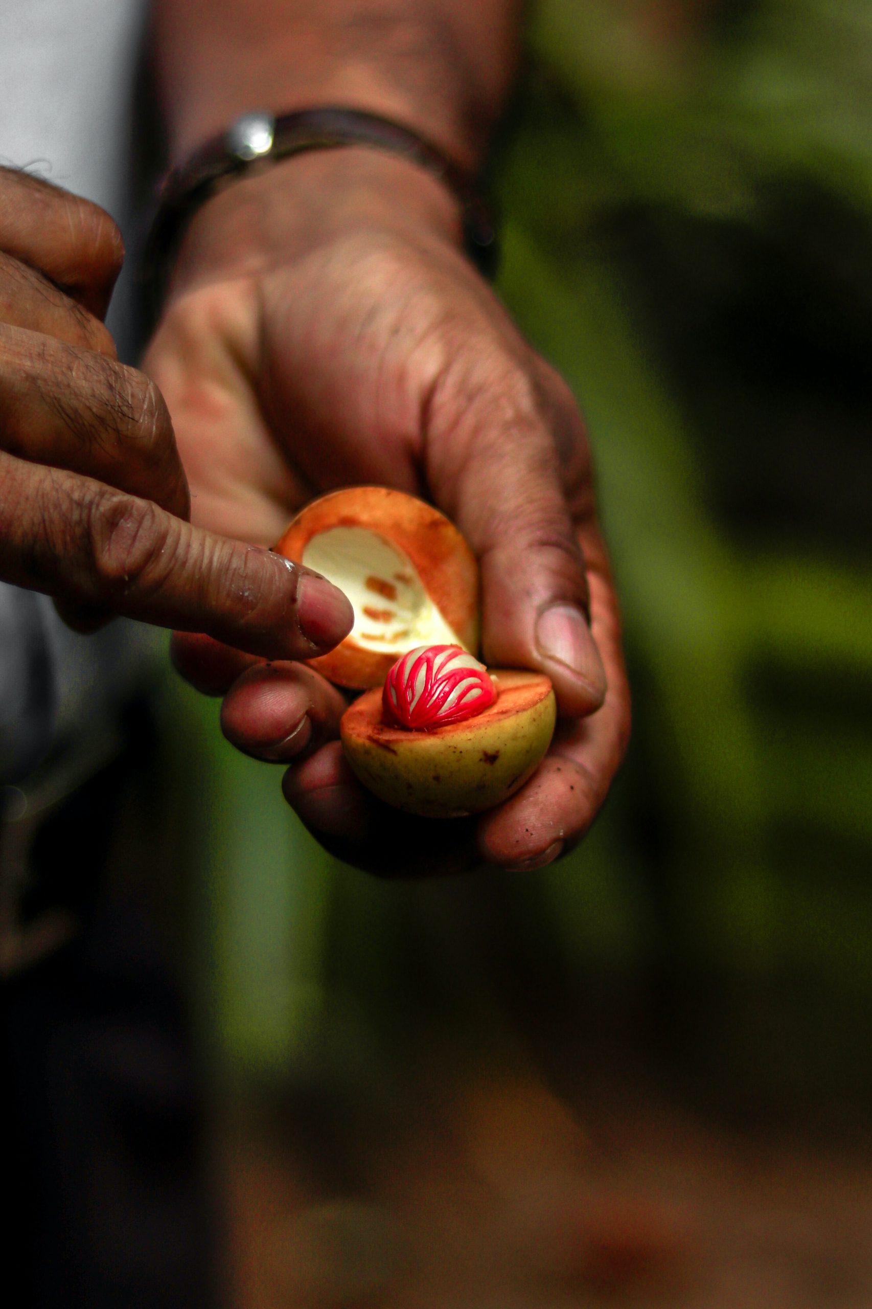 Man 4 nutmeg sliced in half, revealing the red mace inside