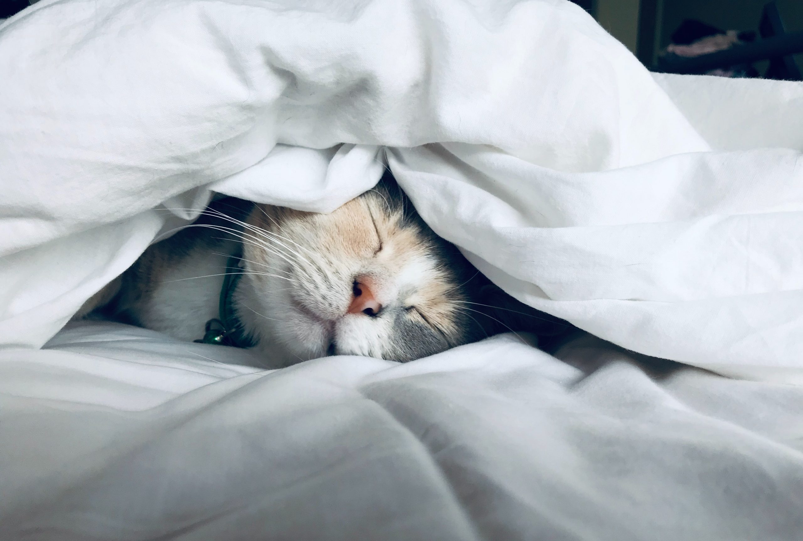 Blonde and white cat sleeping under fluffy white comforter