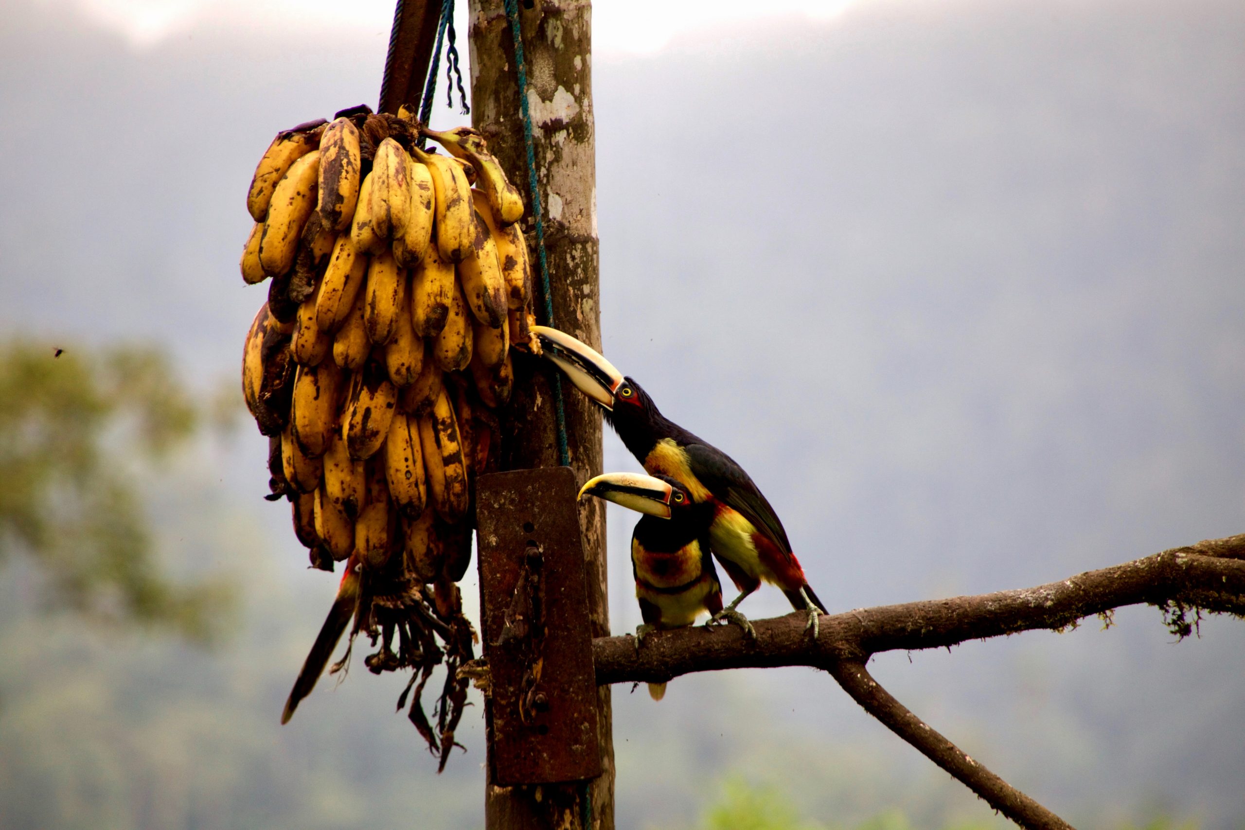 2 birds with long beaks, pecking at a huge bundle of yellowish brown bananas hanging off a tree