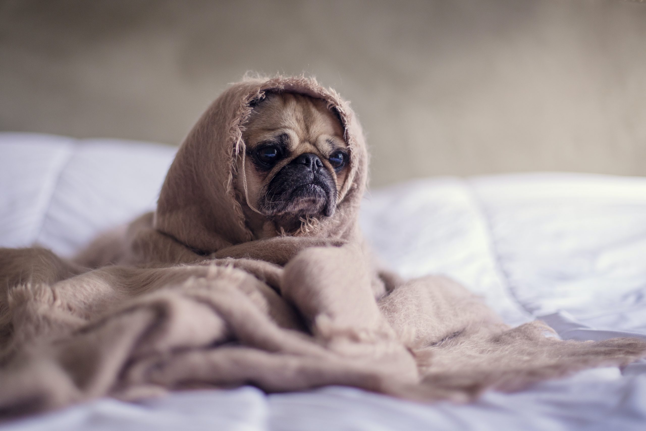 Pug wrapped in a tan blanket on top of a white comforter
