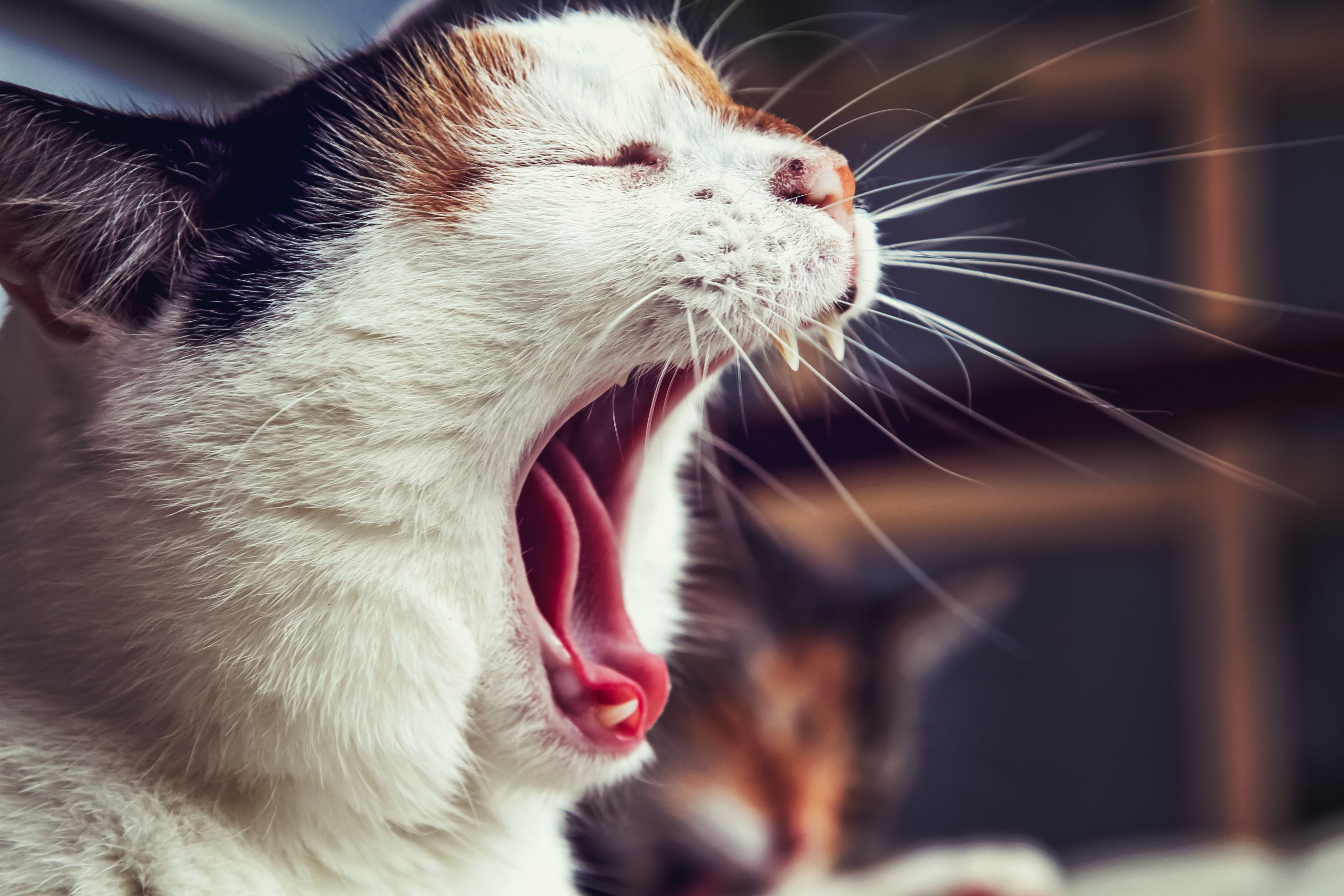 White brown and black cat yawning with long whiskers on his face