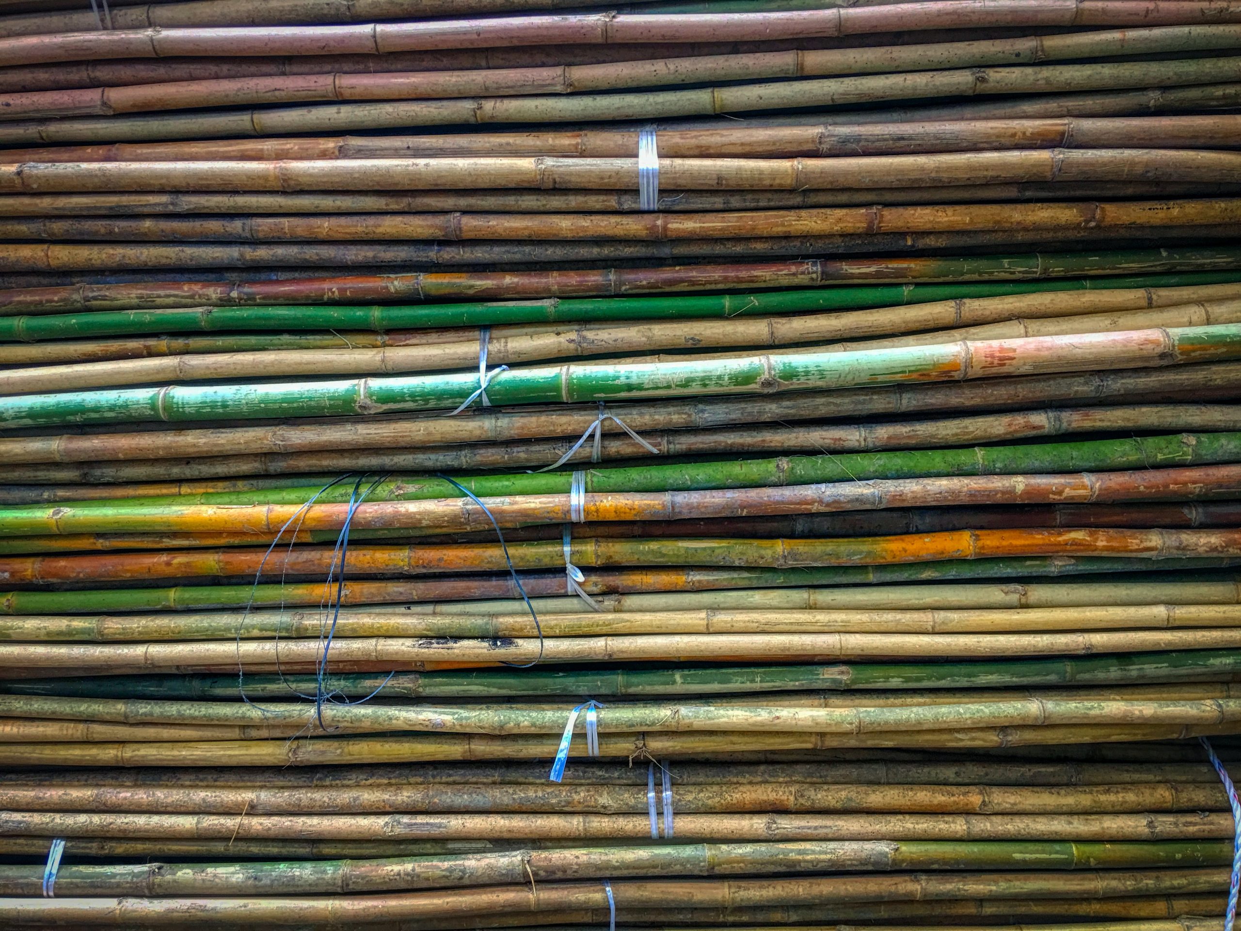 Sugar cane stacked up and bundled on top of each other